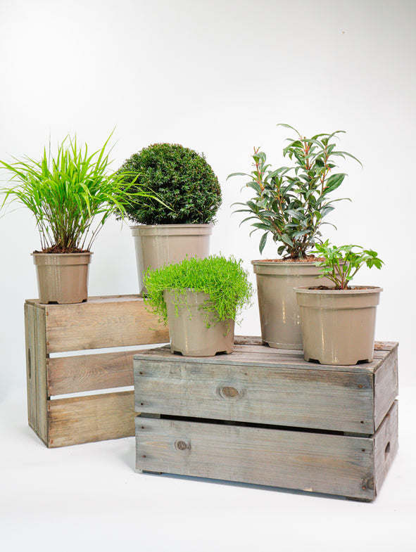 Soto Green - Shade - 5/Set